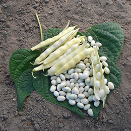 Dry Shelling Bean 'Coco blanc précoce'